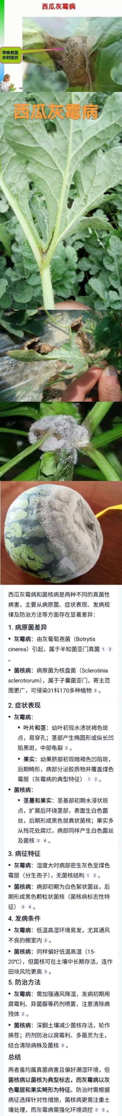 西瓜灰霉病和菌核病的识别