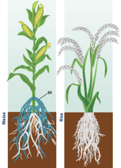 从叶子到根系：细致分析植物的生长需求