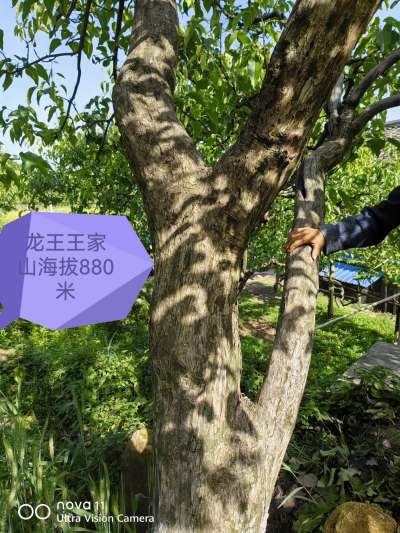 海拔880多米的苍溪雪梨，树龄近70年，自然援粉