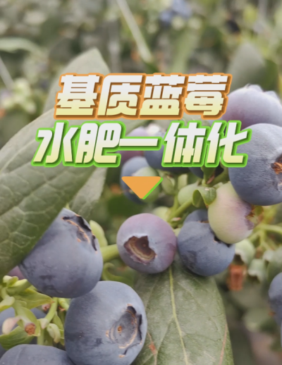 基质蓝莓水肥一体化系统，华维灌溉成套好用。