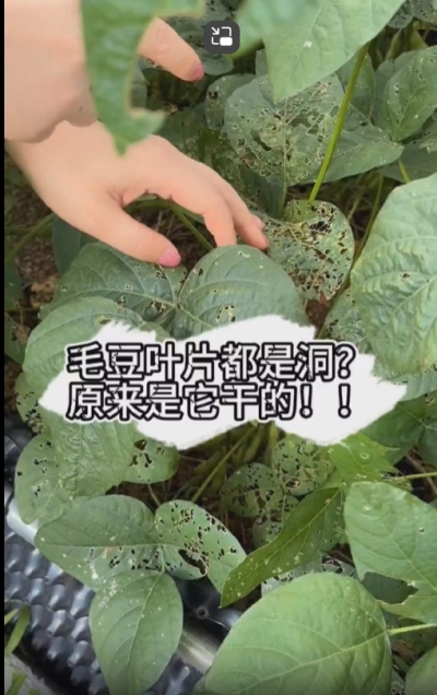 毛豆叶片都是洞，原来不是青虫吃的？