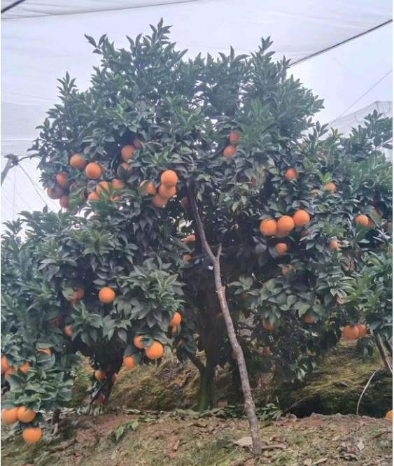 http://st-static1.weixincap.com/forums/2025/05/30/17485758397968.png