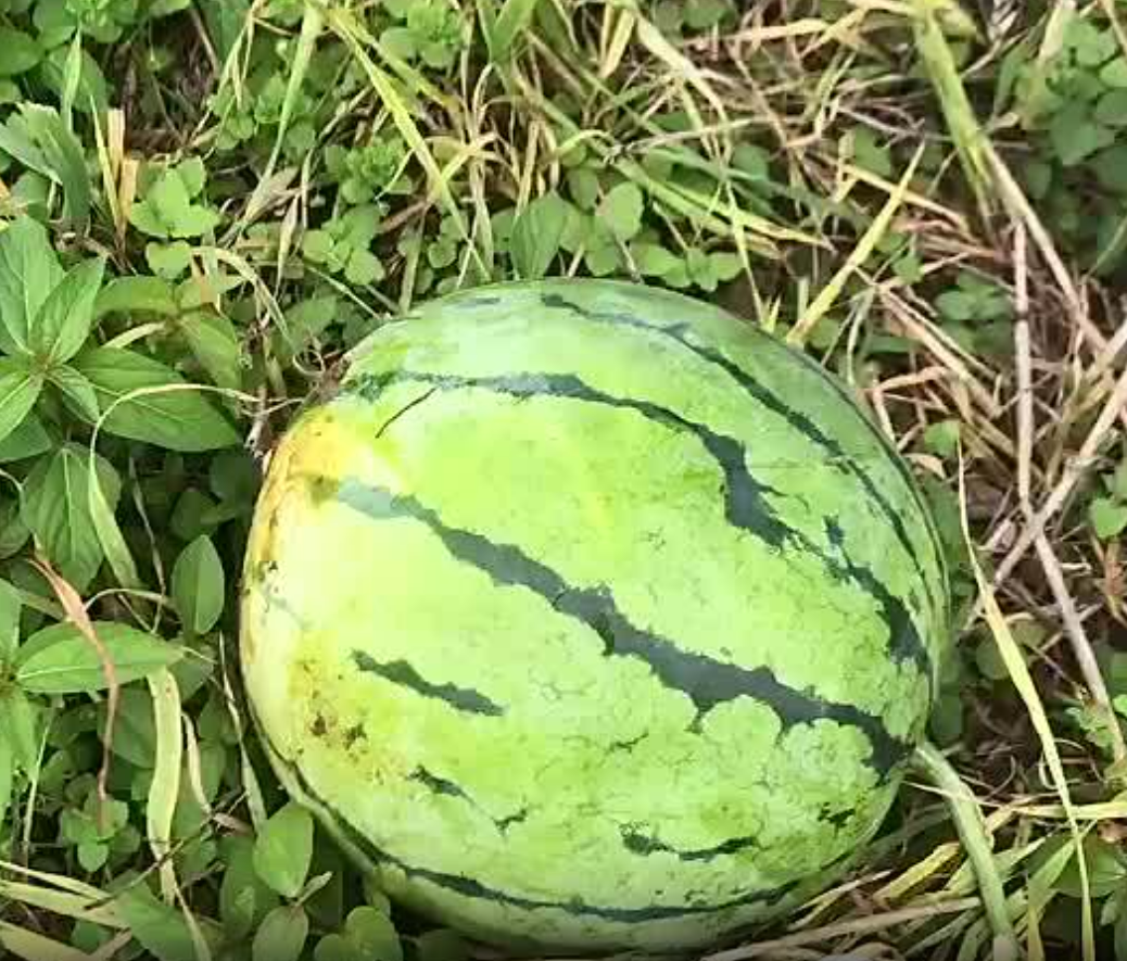 湖北精品大棚种植的无籽美都已成熟，果实不仅耐运输，而且糖分高，可代发全国。