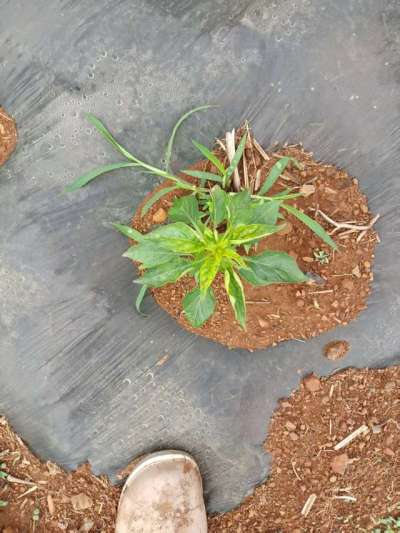 下雨过后的辣椒疾病