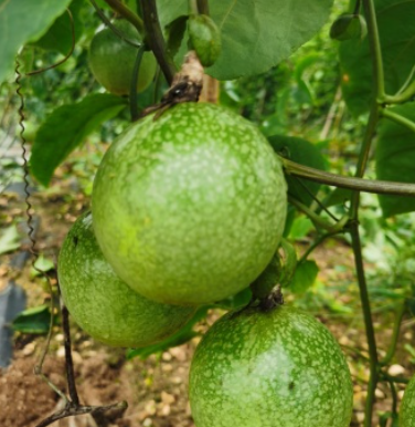 http://st-static1.weixincap.com/forums/2025/07/16/17526336017590.png
