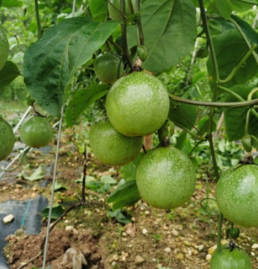 http://st-static1.weixincap.com/forums/2025/07/16/17526336018872.png
