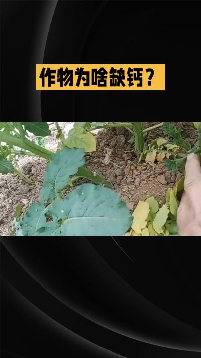 地里明明不缺钙，为啥农作物还会缺钙？
