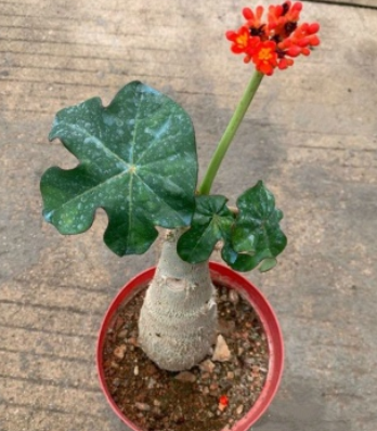 http://st-static1.weixincap.com/forums/2025/07/28/17536693004033.png