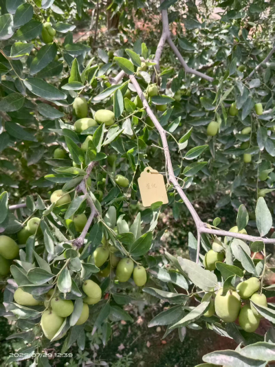 这是棵黄化树，艾乐根处理，100毫升，树盘开浅沟（10㎝），兑水35斤冲施，埋沟。现在产量很棒