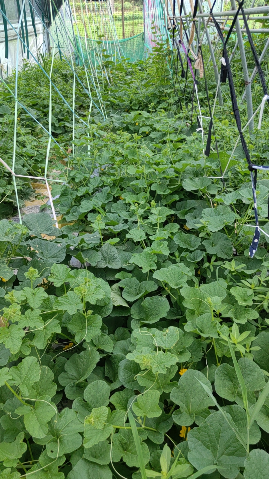http://st-static1.weixincap.com/forums/2025/07/30/17538444171408.jpg