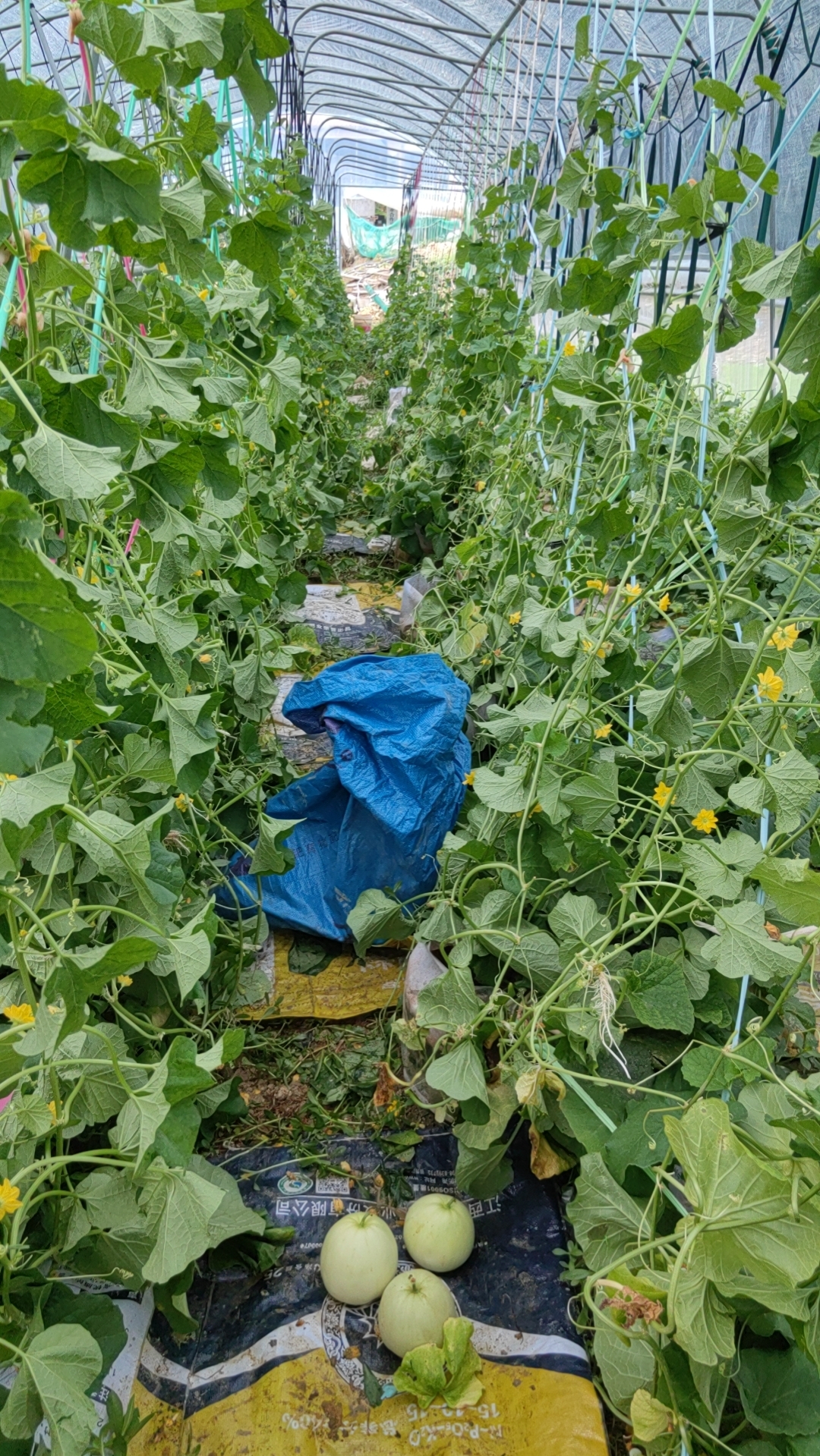 http://st-static1.weixincap.com/forums/2025/07/30/17538444178654.jpg