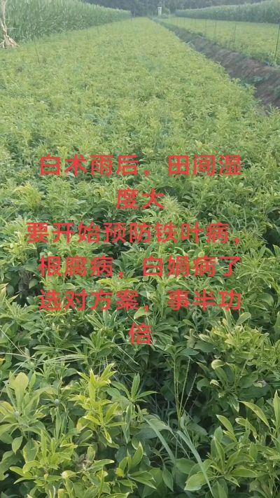 雨期过后白术病害要防治了
预防铁叶病，白娟病
现在也进入了膨大期
可以打膨大的