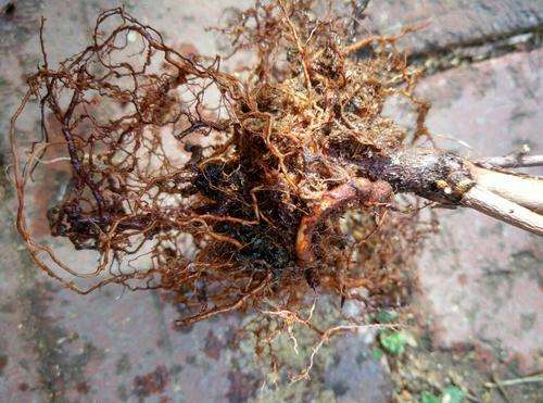 蓝莓根腐病由真菌引发，致根烂叶黄，需选抗病种、控水肥、用药物防治。