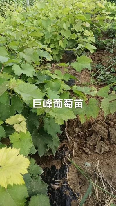 巨峰葡萄苗。一年扦插苗。需要联系。苗圃基地直销！需要联系18534302961