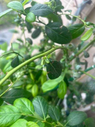 蓝莓白粉虱：从识别到防治的全指南