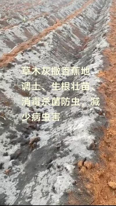 [太阳]纯植物草木灰源头厂家，草木灰广泛适用于各类农作物，是性价比很高的有机肥