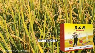 多石粮-谷物小分子有机酸，田间表现。
剑叶挺拔，灌浆饱，千粒重，上粮快。