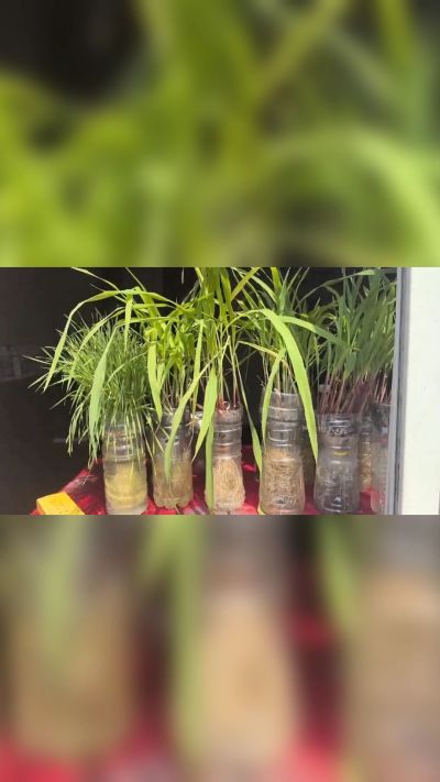 微生物菌剂，出厂前每克添加5亿微生物。最新实验生根育苗，保证不烧苗，促进毛细根增长，抑制病虫害，疏松土壤，保水保肥。近期需要用肥的老板提前联系，19331068337微信同步。