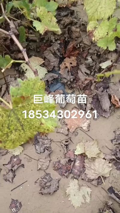巨峰葡萄苗，一年扦插苗，苗圃基地直销！需要联系18534302961
