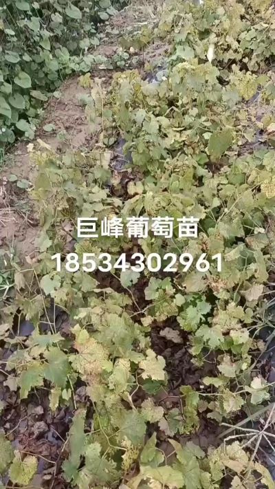 出售早熟巨峰葡萄苗。药用连翘苗，科研五号优质种苗，2/5年苗，药用连翘树，挂果树，全国包邮到家！财富密码18534302961