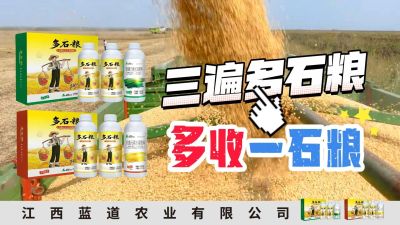 冬季种植，油菜，小麦，草莓等作物的，出现了除草剂药害，黄叶，僵苗，苗不长等问题，马上用多石粮，确保5天见到效果。