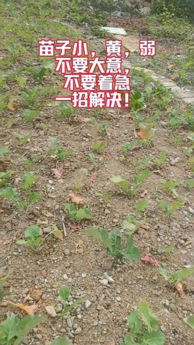 油菜苗子弱苗子小，就用多石粮，5天见效果。