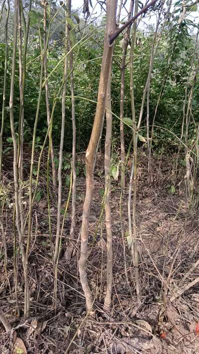 出售臭椿苗，巨峰葡萄苗。药用连翘苗，科研五号优质种苗，2/5年苗，药用连翘树，挂果树，全国包邮到家！财富密码18534302961