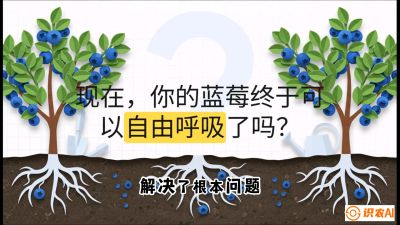 第3节：别把树&ldquo;憋死&rdquo;&mdash;&mdash;正确的定植与换盆手法,   课程：《蓝莓&ldquo;高产&rdquo;实战课：从选苗到丰收的10个关键点》