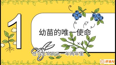 第6节：修剪决定产量（上）&mdash;&mdash;幼苗期与生长期修剪， 课程：《蓝莓&ldquo;高产&rdquo;实战课：从选苗到丰收的10个关键点》