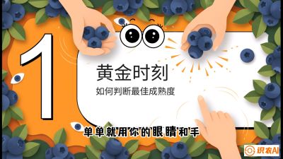 第10节：完美的&ldquo;果粉&rdquo;&mdash;&mdash;采摘时机与保鲜， 课程：《蓝莓&ldquo;高产&rdquo;实战课：从选苗到丰收的10个关键点》