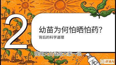 第02节：幼树管理&mdash;&mdash;&ldquo;防晒又防草，树势起得早&rdquo;，课程：《槟榔种植：从不懂到精通的10堂必修课》