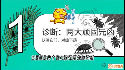 第06节：顽固虫害防治&mdash;&mdash;&ldquo;钻心虫与红蜘蛛，打准时间才服输&rdquo;《槟榔种植：从不懂到精通的10堂必修课》