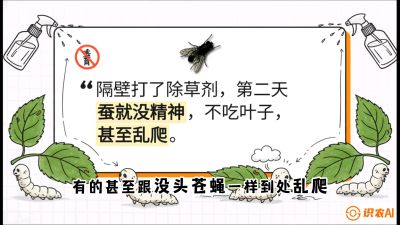 第05节：养蚕人的&ldquo;排雷战&rdquo;&mdash;&mdash;除草剂的生死禁忌，课程：《桑海淘金：桑树高产与蚕桑安全进阶实战课》