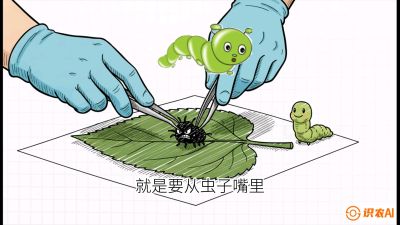 第07节：虫口夺叶（下）&mdash;&mdash;不得不打药时的&ldquo;解毒术&rdquo;，课程：《桑海淘金：桑树高产与蚕桑安全进阶实战课》