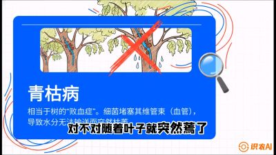 第08节：看不见的杀手&mdash;&mdash;青枯病与萎缩病，课程：《桑海淘金：桑树高产与蚕桑安全进阶实战课》