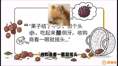 第10节：甜蜜的科学&mdash;&mdash;膨大、增甜与转色，课程：《桑海淘金：桑树高产与蚕桑安全进阶实战课》
