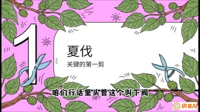 第11节：叶果双收&mdash;&mdash;特殊的夏伐与冬伐，课程：《桑海淘金：桑树高产与蚕桑安全进阶实战课》