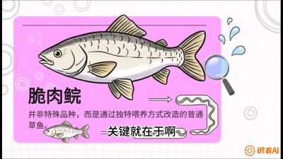 第六节：【老品升级&middot;脆肉鲩】如何让草鱼身价翻倍？，课程：《黄金鳞甲：2025中国淡水鱼高效养殖实战营》