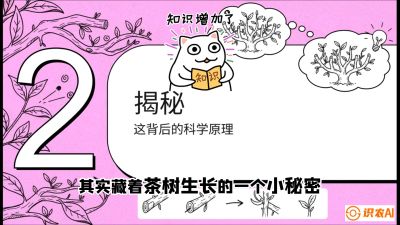 第04节（修剪篇）：树势复活术：从&ldquo;越剪越弱&rdquo;到&ldquo;枝繁叶茂&rdquo;的能量管理与夏秋茶逆袭，课程：《茶金时代：从&ldquo;看天吃饭&rdquo;到&ldquo;精准控局&rdquo;的茶叶高产提质实战课》
