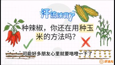 第1节：【品种定江山】工业辣椒vs小米辣：底肥公式与密度陷阱的&ldquo;百万生意经&rdquo;，课程：《辣椒种植实战特训营，从工业辣椒到精品小米辣，教你如何把&ldquo;草&rdquo;种成&ldquo;金&rdquo;》