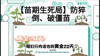 第2节：【苗期生死局】防猝倒、破僵苗，决定后期产量的&ldquo;黄金20天&rdquo;，课程：《辣椒种植实战特训营，从工业辣椒到精品小米辣，教你如何把&ldquo;草&rdquo;种成&ldquo;金&rdquo;》