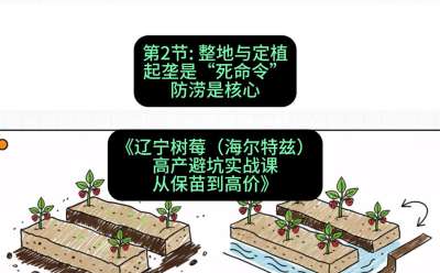 第二节： 整地与定植&mdash;&mdash;起垄是&ldquo;死命令&rdquo;，防涝是核心，课程：《辽宁树莓（海尔特兹）高产避坑实战课：从保苗到高价》