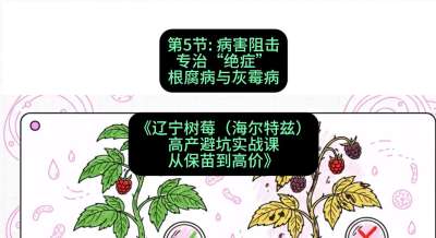 第五节： 病害阻击&mdash;&mdash;专治&ldquo;绝症&rdquo;根腐病与灰霉病，课程：《辽宁树莓（海尔特兹）高产避坑实战课：从保苗到高价》