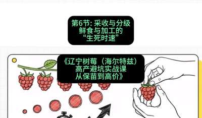 第六节： 采收与分级&mdash;&mdash;鲜食与加工的&ldquo;生死时速&rdquo;，课程：《辽宁树莓（海尔特兹）高产避坑实战课：从保苗到高价》