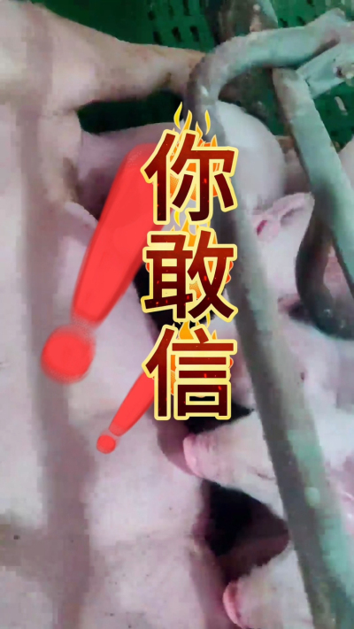 小猪抢不到奶，干瘦不长肉？成活率总上不去？😭
自从用上南商农科这款仔猪补奶机，再也没这烦恼！
✅ 一键设置下料参数，新手也能上手
✅ 恒温补奶，小猪抢着喝，长势超均匀
从车间精工组装到猪场落地使用，每