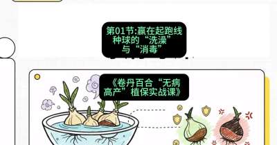 第01节：赢在起跑线&mdash;&mdash;种球的&ldquo;洗澡&rdquo;与&ldquo;消毒&rdquo;，课程：《卷丹百合&ldquo;无病高产&rdquo;植保实战课》#识农AI