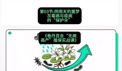 第03节：阴雨天的噩梦&mdash;&mdash;灰霉病与疫病的&ldquo;保护伞&rdquo;，课程：《卷丹百合&ldquo;无病高产&rdquo;植保实战课》#识农AI