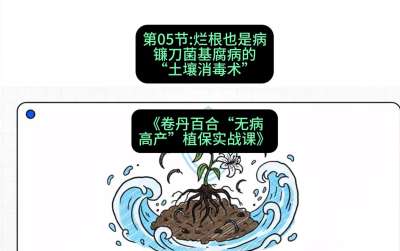 第05节：烂根也是病&mdash;&mdash;镰刀菌基腐病的&ldquo;土壤消毒术&rdquo; ，课程：《卷丹百合&ldquo;无病高产&rdquo;植保实战课》#识农AI