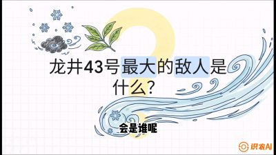 第04节：龙井双璧&mdash;&mdash;龙井43与群体种的差异化护养（重点），课程：《茗茶卫士&mdash;&mdash;茶叶病虫害绿色防控实战课》#识农AI