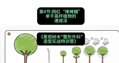 第04节：网红&ldquo;棒棒糖&rdquo;&mdash;&mdash;单干高杆植物的速成法，课程：《景观树木&ldquo;整形外科&rdquo;造型实战特训营》#识农AI